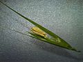 Spighetta intera (Microlaena stipoides)