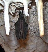 Pipistrelle cavernicole[87].