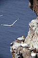 Morus bassanus, Northern Gannet