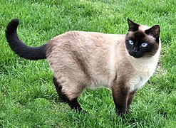 Gato doméstico (Felis silvestris catus)