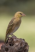 Northern masked weaver (Ploceus taeniopterus) female