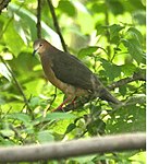 Ochre-bellied dove