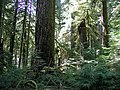 Image 19Old-growth forest in the Opal Creek Wilderness, a wilderness area located in the Willamette National Forest in the U.S. state of Oregon, on the border of Mount Hood National Forest. It has the largest uncut watershed in Oregon. (from Old-growth forest)