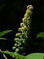 Oplopanax horridus