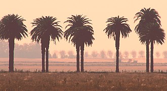 PLANICIES CON PALMERAS - panoramio.jpg