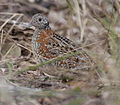 Painted buttonquail