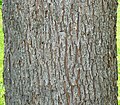 Pecan (Carya illinoinensis) bark