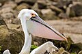 * Nomination Hybrid of Great White and Dalmatian Pelican (P. crispus × onocrotalus) in Gelsenkirchen Zoo. --Tuxyso 20:44, 8 January 2025 (UTC) * Promotion CA on wing. Fixable? --Екатерина Борисова 01:31, 9 January 2025 (UTC) Where do you see CAs, Екатерина Борисова ? --Tuxyso 18:17, 9 January 2025 (UTC) There's blue CA's along the upper contour of the pelican's wing. --Екатерина Борисова 01:53, 10 January 2025 (UTC) please, take another look, new version uploaded. also worked on the white balance --Tuxyso 21:24, 10 January 2025 (UTC)  Support Good quality now, thank you. --Екатерина Борисова 01:47, 11 January 2025 (UTC)