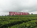 Thumbnail for File:Pemandangan indah di Kebun Teh Bah Butong Sidamanik.jpg