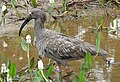 Ibis plombé (Mato Grosso, Brésil)