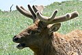 Bull elk with antlers in velvet