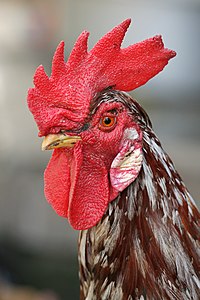 Rooster, by Muhammad Mahdi Karim