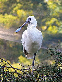 Косар королівський (Platalea regia)