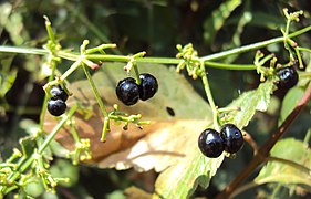 Rubia Cordifolia 13.JPG