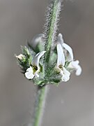 Sideritis hirsuta kz03.jpg