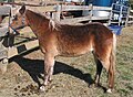 English: Sooty silver bay Shetland pony