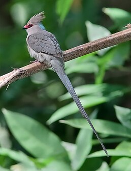 Паяро синьошиїй (Urocolius macrourus)