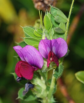 Vicia sativa