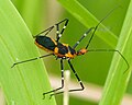 Harpactorinae : Zelus longipes (à Cuba).