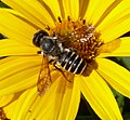 Megachile sp. (familia Megachilidae) en xirasol. Pennsylvania, Estaos Xuníos