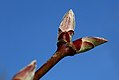 'Aureum' buds