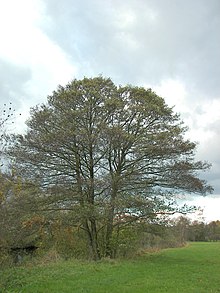 Alnus glutinosa 008.jpg