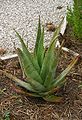 Aloe barbadensis miller