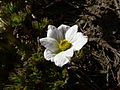 Anemone drummondii