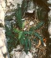 Asplenium ceterach