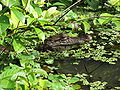 Caiman crocodilus