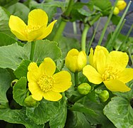 Caltha palustris 126449230.jpg