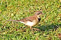 Motacilla capensis.