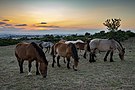 Konji v NP Murgia