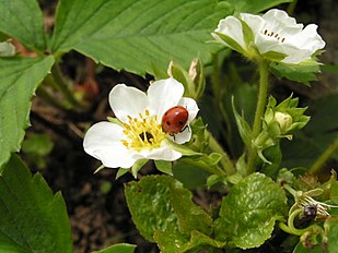 Fragaria moschata