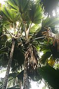 Lodoicea maldivica, la palmera endémica de Seychelles
