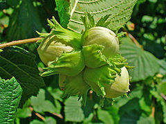 Avellanas en formación (Corylus avellana) rodeadas de brácteas (familia Betulaceae).