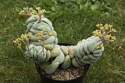 Crassula alstonii.