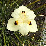 Dietes bicolor