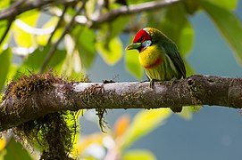 Eubucco versicolor, Versicolored Barbet.jpg