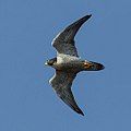 Adult; Morro Bay, California, USA