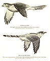 کوکوشاهین معمولی شبیه یک پیغوی کوچک درنده است و به کوکو فرصت می‌دهد تا بدون توجه در لانه یک پرنده آوازخوان تخم بگذارد.