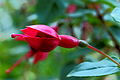 Fuchsia 'Spike Jones'.