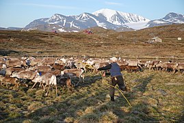 Gabna sameby i Nord-Sverige (1).jpg