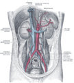 ผนังช่องท้องด้านหลังหลังจากนำเยื่อบุช่องท้องออก แสดงให้เห็นไต เยื่อหุ้มเหนือไต (suprarenal capsules) และหลอดเลือดขนาดใหญ่
