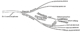 {Schema van de Nervus oculomotorius