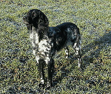 a black-and-white dog of long-haired pointer type