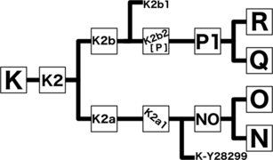 Haplogroup K of Ydna haplotree.png