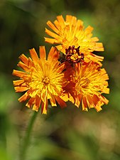 Hieracium aurantiacum, or orange hawkweed