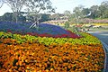 2004 yılının ortalarında Green Park' taki kadife çiçeği yatakları