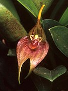 Masdevallia pachyantha